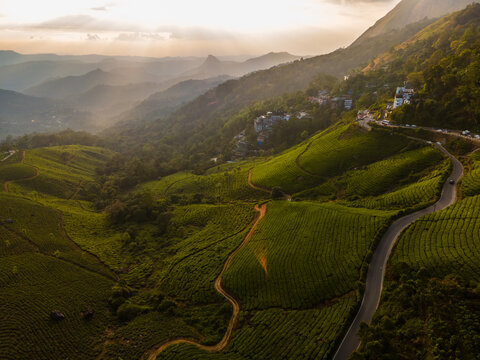 Aerial view of lush green tea plantations with winding roads and rolling hills under a golden sunset, Munnar, Kerala, India.