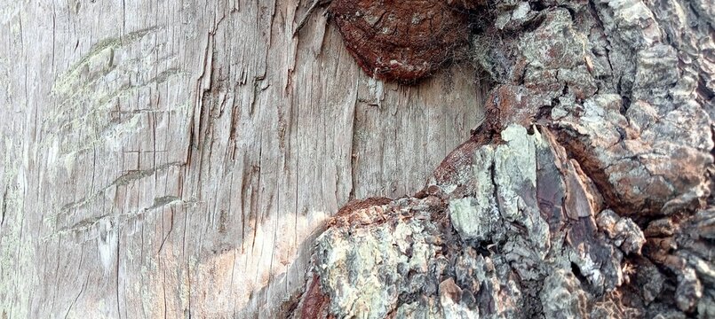 The natural rough texture of the bark and trunk of a tree with protruding burls and areas of the inner wood that appear weathered and peeled due to natural weathering.