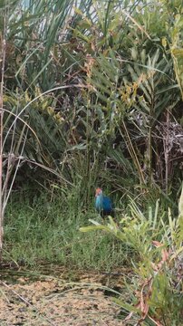 Vibrant purple swamphen bird foraging in lush green wetland reeds in Thailand.