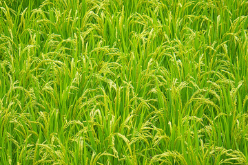 Fototapeta premium Ripening rice panicles filling a green paddy field in Japan