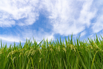 Obraz premium Ripening rice field beneath a blue sky with sweeping white clouds