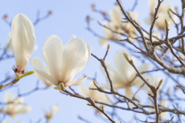 White magnolia blossoms against a soft blue spring sky © Bambi and Sunny