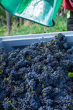 Freshly harvested dark red wine grapes are poured from a bucket into a large bin during the grape harvest in a vineyard.