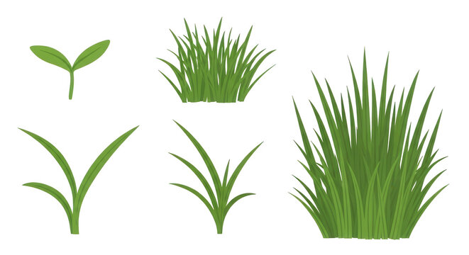 Green grass illustration with different growth stages