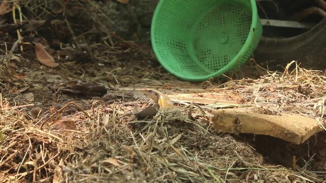 Small lizard resting mostly still on the ground and vegetation before suddenly moving and running away at the end of the outdoor wildlife footage.
