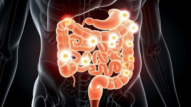 Explore the vibrant and detailed human digestive system illustrating the complex process of digestion and absorption