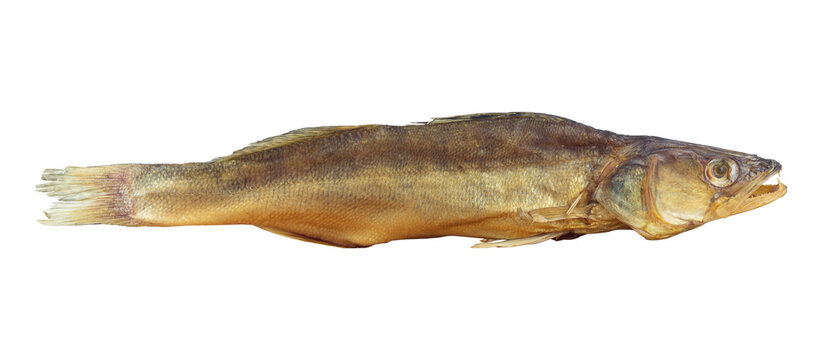 Whole smoked zander fish isolated from background. Hot smoked pike perch river fish gourmet snack isolated clipping path