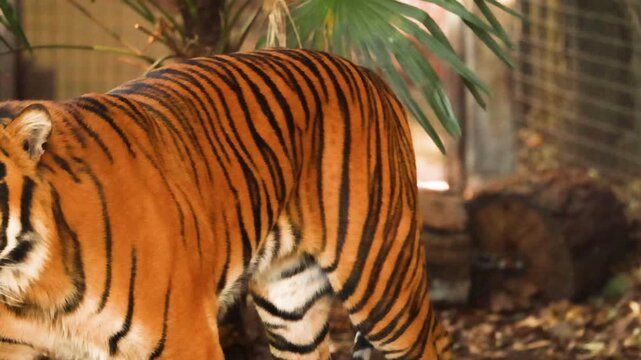 Bengal tiger walking through green tropical foliage, close up of orange and black striped fur, powerful wild big cat prowling in jungle habitat, endangered wildlife safari nature footage