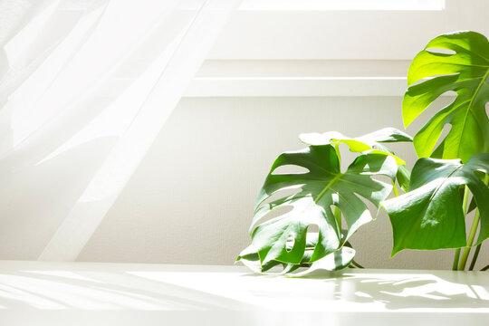 Green monstera leaves on white table in dappled sunlight with copy space and curtained window background