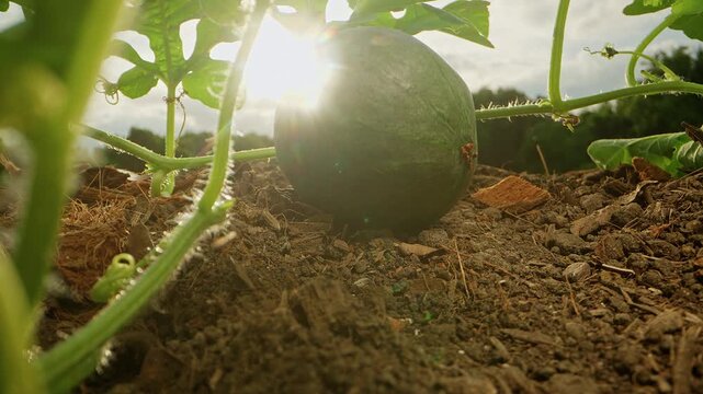 Green Watermelon Grows on a Vine Above Rich Soil, Backlit by Warm Sunlight in a Garden, Showing Fresh Organic Cultivation and Healthy Eating