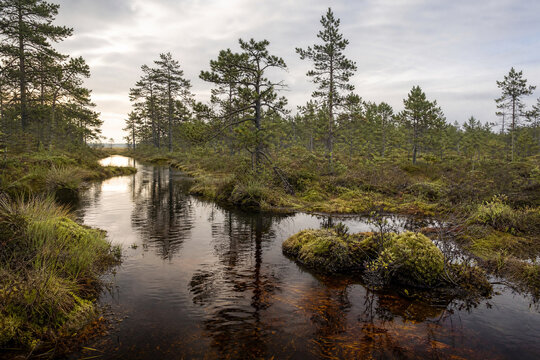 Blackwater Stream Through Pine Peatland