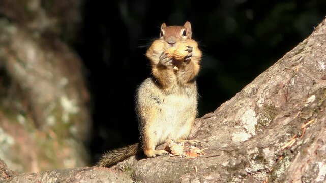 Cute Eastern chipmunk standing upright on tree branch eating peanut in forest woodland habitat.