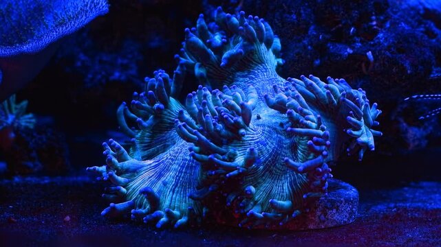 Catalaphyllia Jardinei stony coral grow on frag plug, live rock reef marine aquarium, big blue polyp moves tentacle and hunt for food in laminar flow, soft coral growing hobby, dark mood LED light