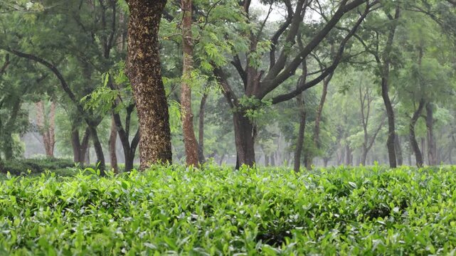 Tea garden video during the rainy season.this 4k footage was taken from Bangladesh.