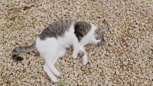 Playful tabby cat rolling on gravel path