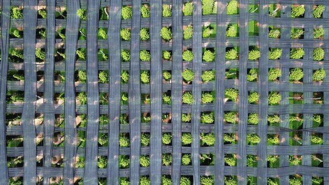 Top-down aerial view of a farm field growing panax ginseng plants under a protective black net
