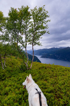 A beautiful white Swiss shepherd dog hiking in the mountains. A seasonal scenery of World Heritage area in Western Norway.