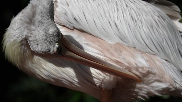 Detailed Close up of a white pelican grooming its feathers with its beak, showcasing fine feather texture and natural soft outdoor lighting.