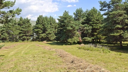 Traditional agricultural scene of hay windrows in a grassy clearing adjacent to a evergreen pine woodland in summer. © StasiaVisualStock
