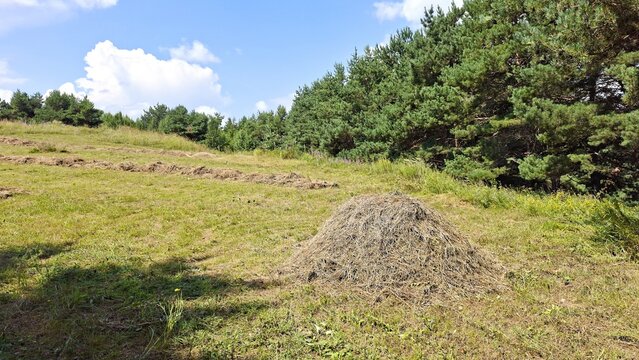 Traditional harvest time view of mown grass piles drying on a mountain meadow bordered by evergreen pine trees.