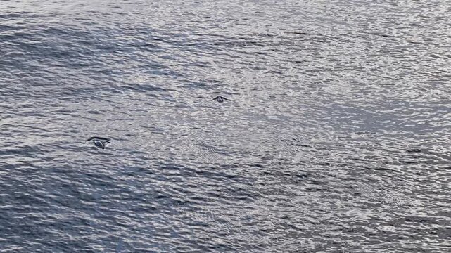 Minke whales feeding in Donegal Bay, Ireland