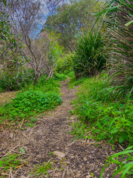 Flora along the shores of Cooks river in Canterbury Sydney NSW Australia on a beautiful Spring afternoon