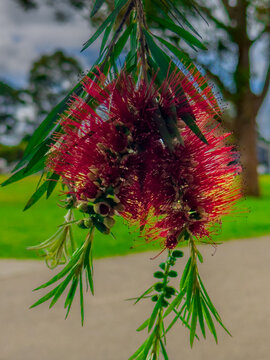 Flora along the shores of Cooks river in Canterbury Sydney NSW Australia on a beautiful Spring afternoon