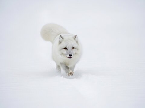 Arctic fox walking in snow landscape