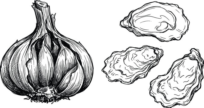 Fresh garlic bulb alongside raw open oyster shells detailed vintage hand drawn line art illustration set