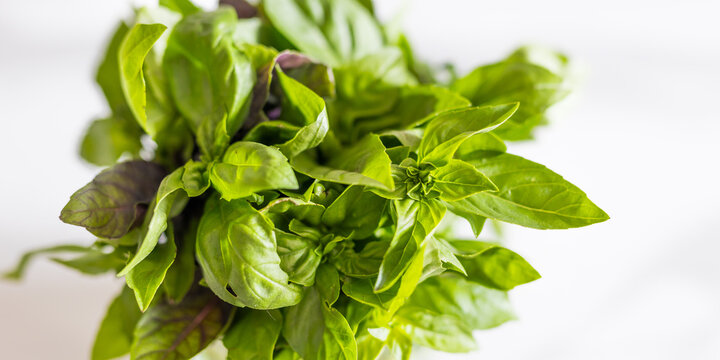 Horizontal closeup fresh green basil herb bunch on white background for kitchen ingredient banner and food design