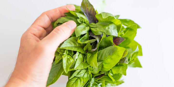 Fresh basil herb bunch held in hand closeup on white background for food packaging background and recipe design
