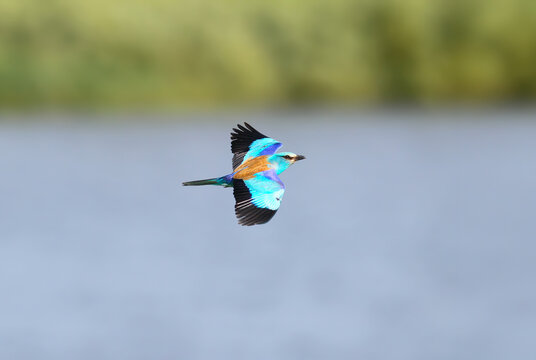 European Roller in direct level flight over water, showing turquoise underparts, brilliant cobalt wing coverts, and chestnut mantle.