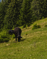 Cows grazing in the Carpathian Mountains of Ukraine during summer © mykhailo