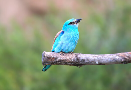 European Roller (Coracias garrulus) perched upright on a dry tree branch with a blurred green background.