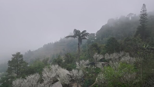 Misty mountain landscape covered with blooming plum trees in Ta Van Chu, Lao Cai, Vietnam, creating a serene spring scene among forested hills.
