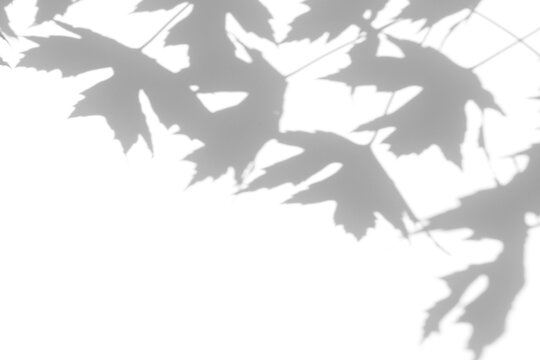 Real maple leaf shadow cut out on a transparent png background with soft serrated edges and a visible stem. Anchors a soft autumn album cover overlay and decorative design as a png overlay.