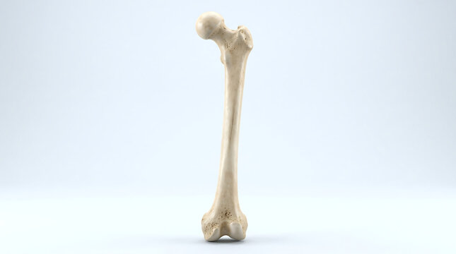 Isolated anatomical model of human femur thigh bone showing femoral head neck shaft and condyles on light background