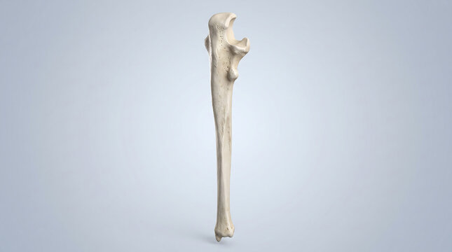 Realistic 3D human ulna bone anatomy isolated on light background showing detailed bone structure and olecranon