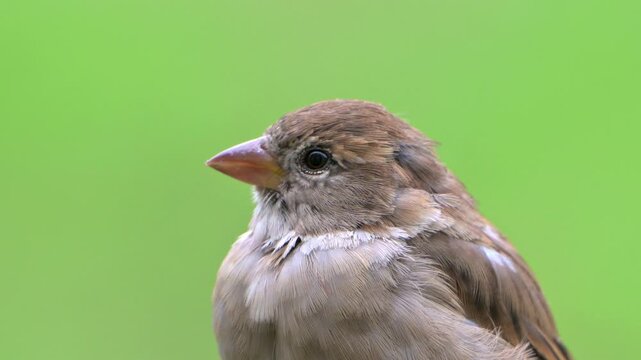 House Sparrow (Passer domesticus) young female in closeup. September, Kent, UK [Slow motion x5]
