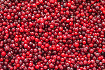 Fresh wild lingonberries (Lat. Vaccinium vitis-idaea). Top view of juicy red berries. Fruit background. Healthy, organic, seasonal berries rich in vitamins. Autumn berry harvest. Flat lay, close-up © Katvic