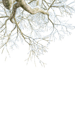 Winter snow covered bare tree branches framing upper corner isolated on transparent background