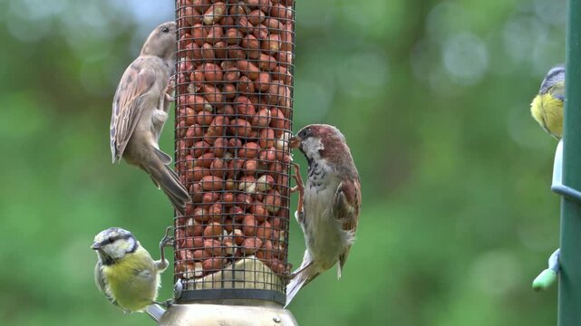 House Sparrows (Passer domesticus) and Blue Tits (Cyanistes caeruleus) eating peanuts from a garden bird feeder. September, Kent, UK [Slow motion x4]