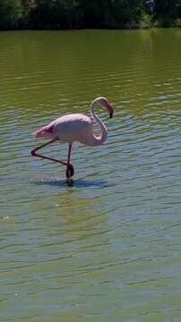 Pink flamingos among the reed marshes of the Camargue, southern France. High quality 4k footage