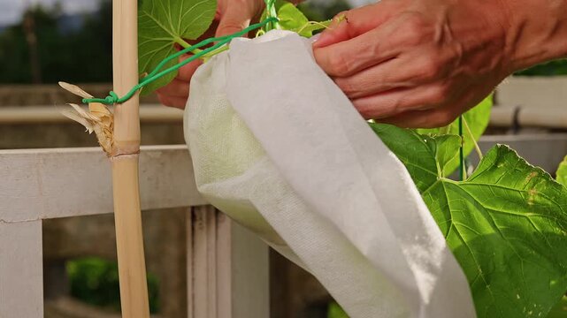 Hands Remove a Protective Bag From a Growing Green Melon on a Garden Trellis, Showing Care and Fresh Food Cultivation