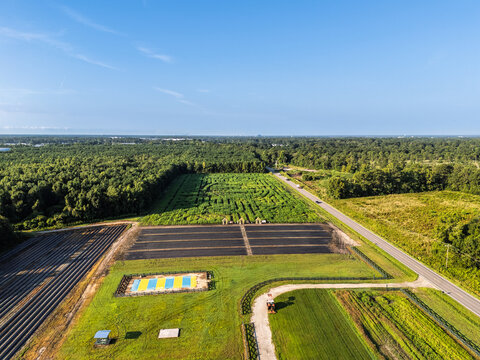 Aerial view of a corn maze surrounded by lush green fields, rows of crops, and a rural road in Castle Hayne, North Carolina, United States.