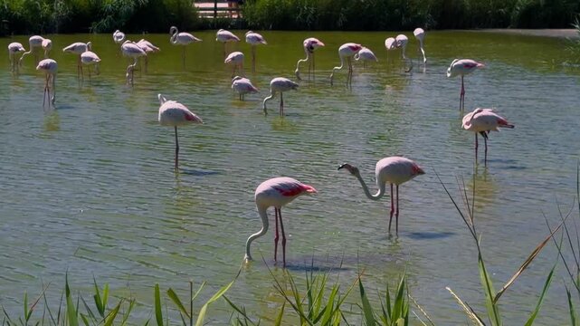 Pink flamingos among the reed marshes of the Camargue, southern France. High quality 4k footage