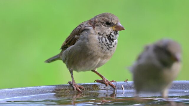 House Sparrow (Passer domesticus) juveniles - one with a tick on its neck - drinking from a garden bird bath. September, Kent, UK [Slow motion x4]