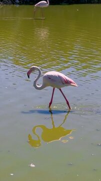 Pink flamingos among the reed marshes of the Camargue, southern France. High quality 4k footage