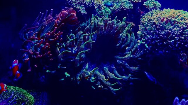 Entacmaea quadricolor green head in laminar flow, Amphiprion ocellaris popular pet fish feel safe in fluorescent anemone tentacle, reef marine live rock aquascape, mariculture aquafarm hobby