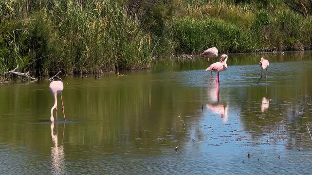 Pink flamingos among the reed marshes of the Camargue, southern France. High quality 4k footage